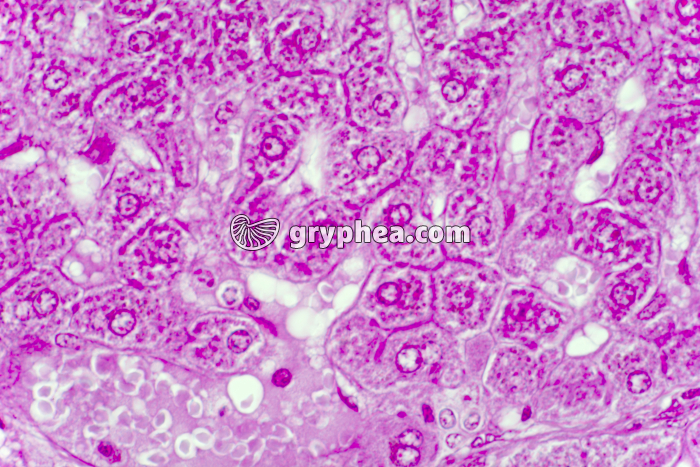 Glycogène dans le foie x100 - gryphea.org